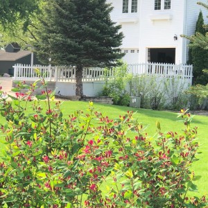 Lush lawn and red flowers beside a white house and a large evergreen tree